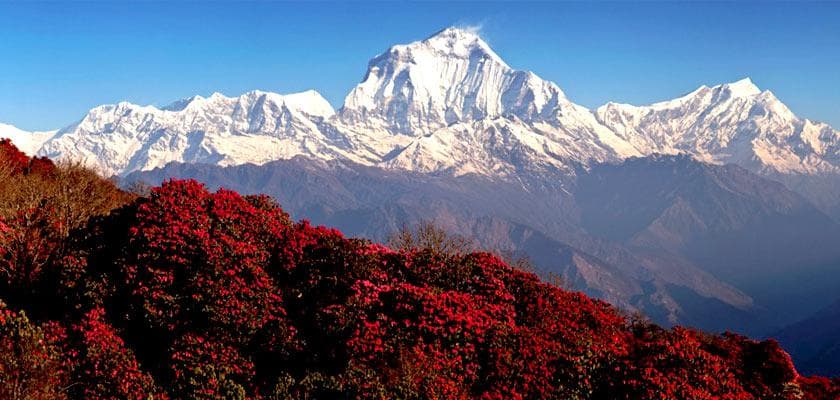 Terraced fields below the snow-capped Annapurna range