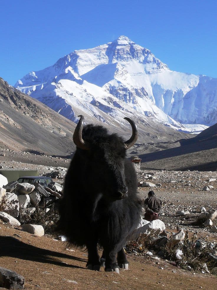 Yak near Everest base camp