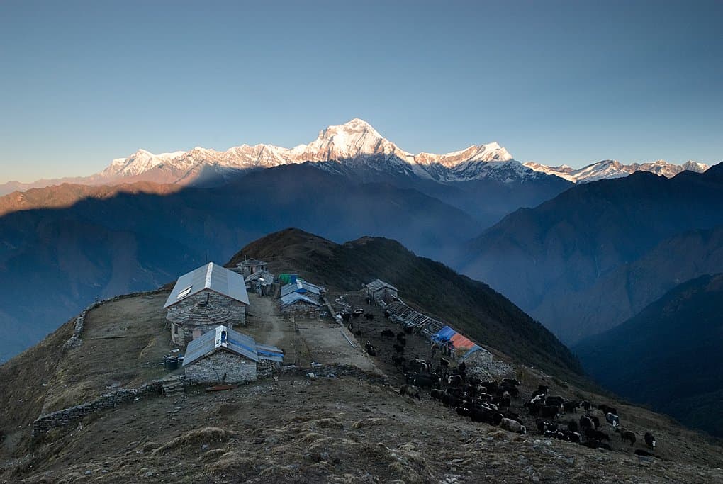 Terraced fields below the snow-capped Annapurna range